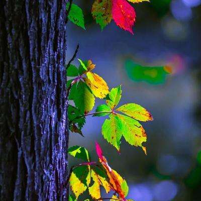 bob体育APP下载链接